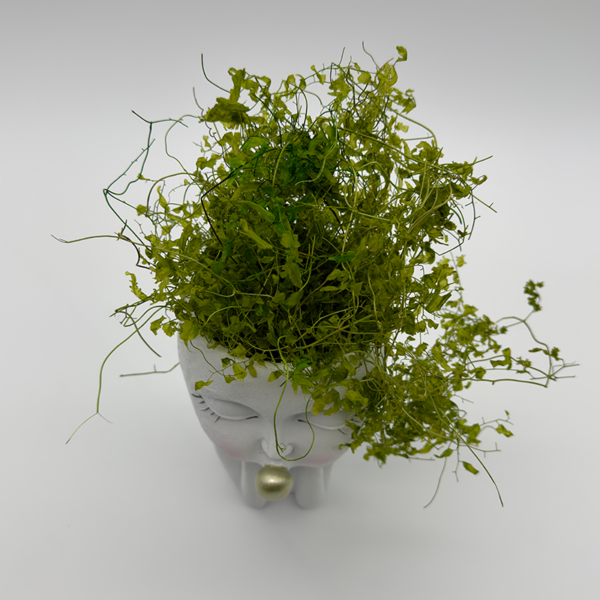 Pot végétal Bubble – Image 3