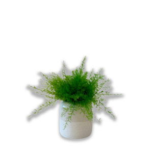 Pot "Sylva"
