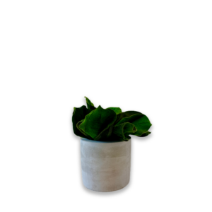 Pot "Tibou"