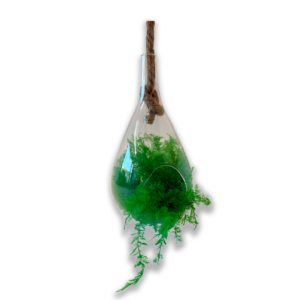 Goutte "Ferny"