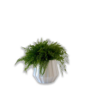 Pot "Ayla"