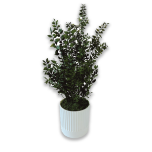Pot "Ruscus"